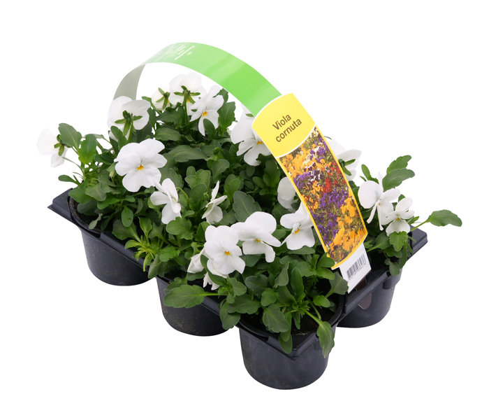 Penséer Cornuta Ø9 cm 6-pack